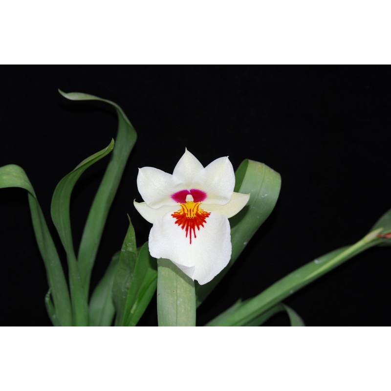 Miltoniopsis Diners
