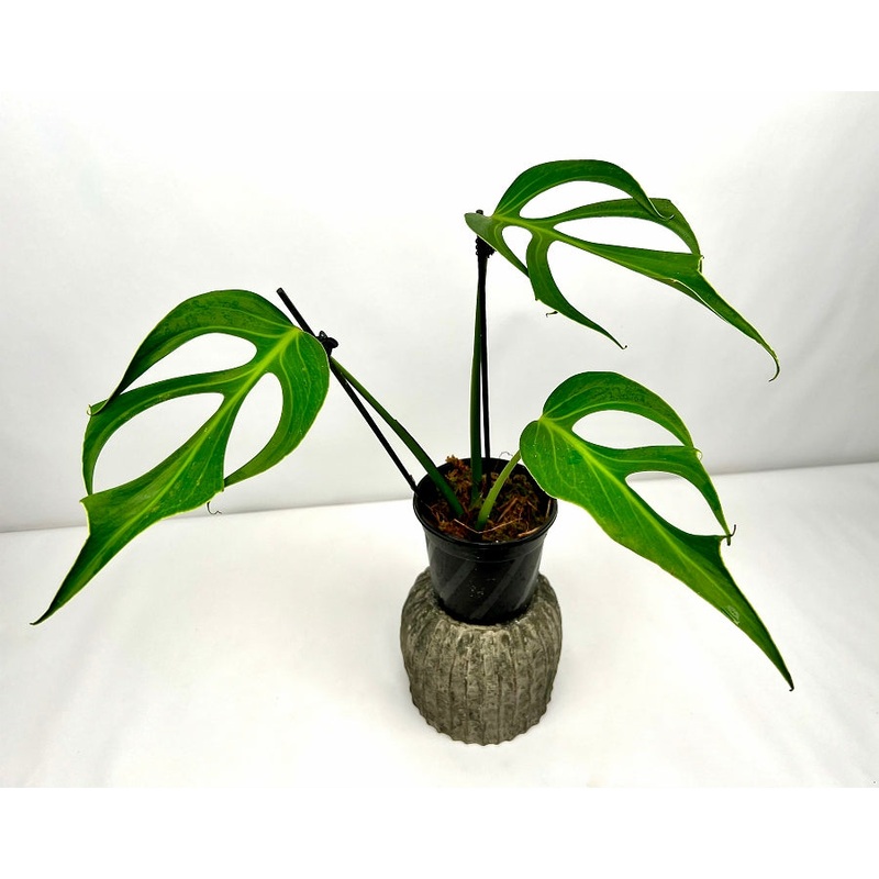 Monstera ‘Burle Marx Flame’ XL 3 Big Leaves