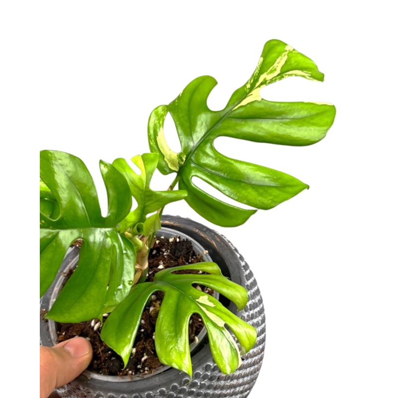 Monstera minima less variegated albo (5-6 Leaves)