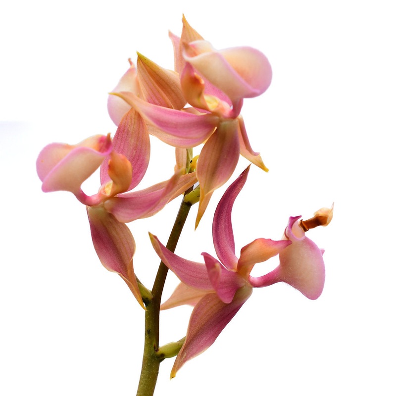 Mormodes rosea