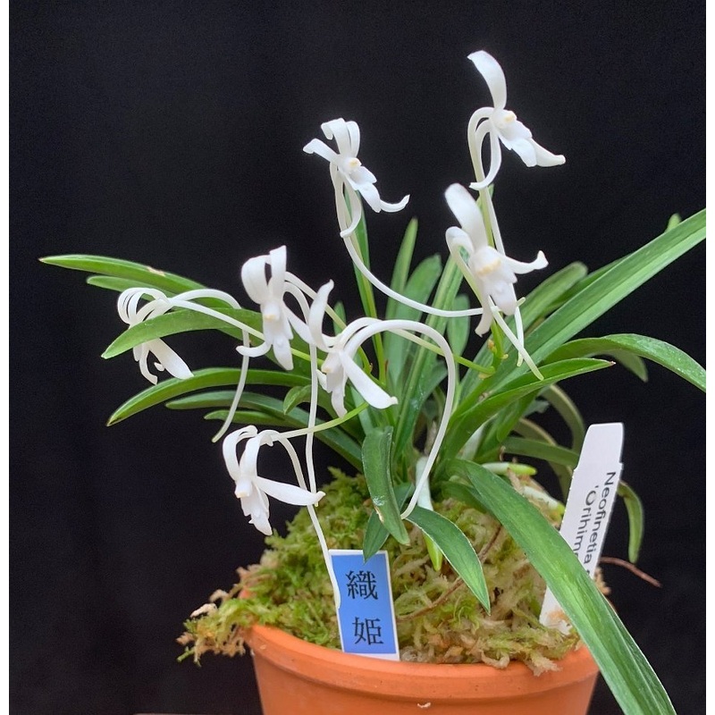 Neofinetia falcata Orihime|8 cm|Nee|Ja