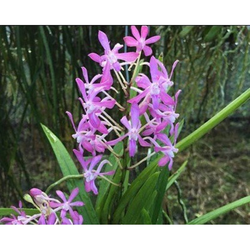 Neofinetia falcata x Rhy. coelestis Pink