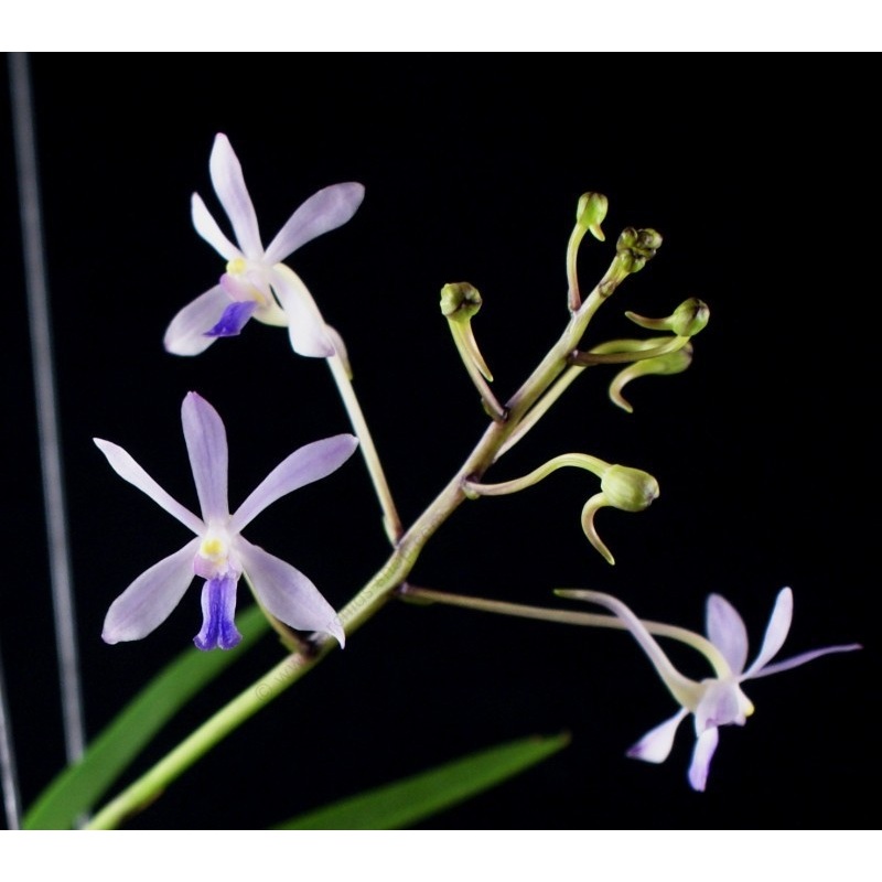 Neofinetia falcata x Vanda coerulescens Big XXL