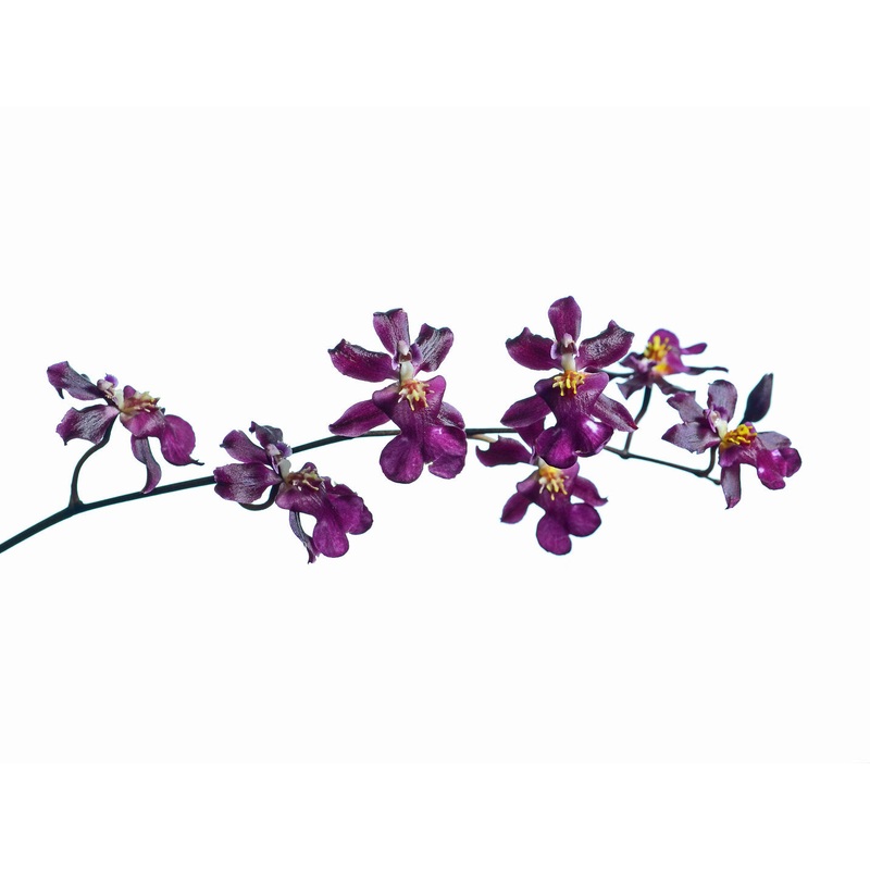 Oncidium Sharry Baby ‘Ruby Doll’