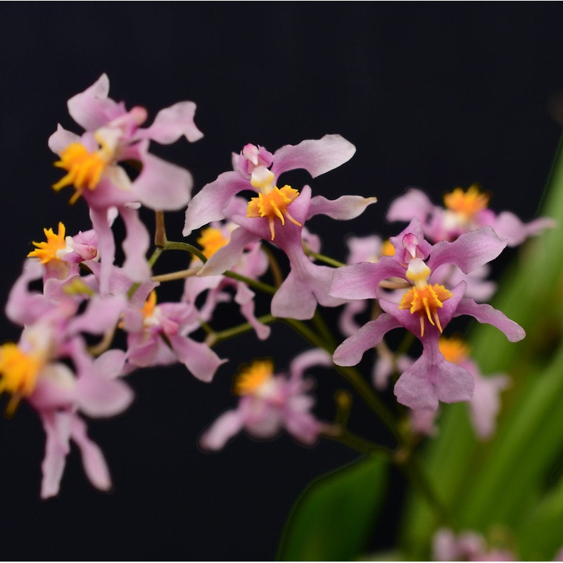 Oncidium sotoanum