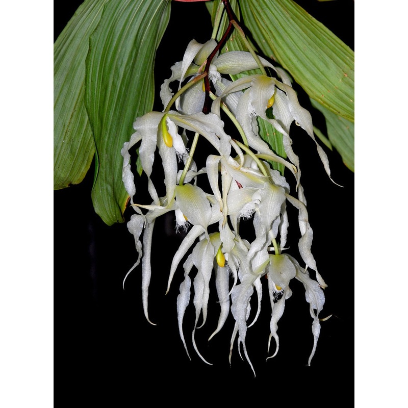 Paphinia herrerae f. alba