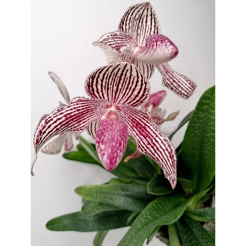 Paphiopedilum bellatulum x sib (”Large Red Spots” x Super Clone”) x Rothschildianum