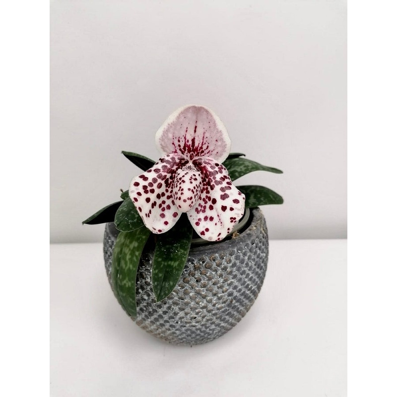 Paphiopedilum bellatulum x sib ( New Zone x Perfecto )