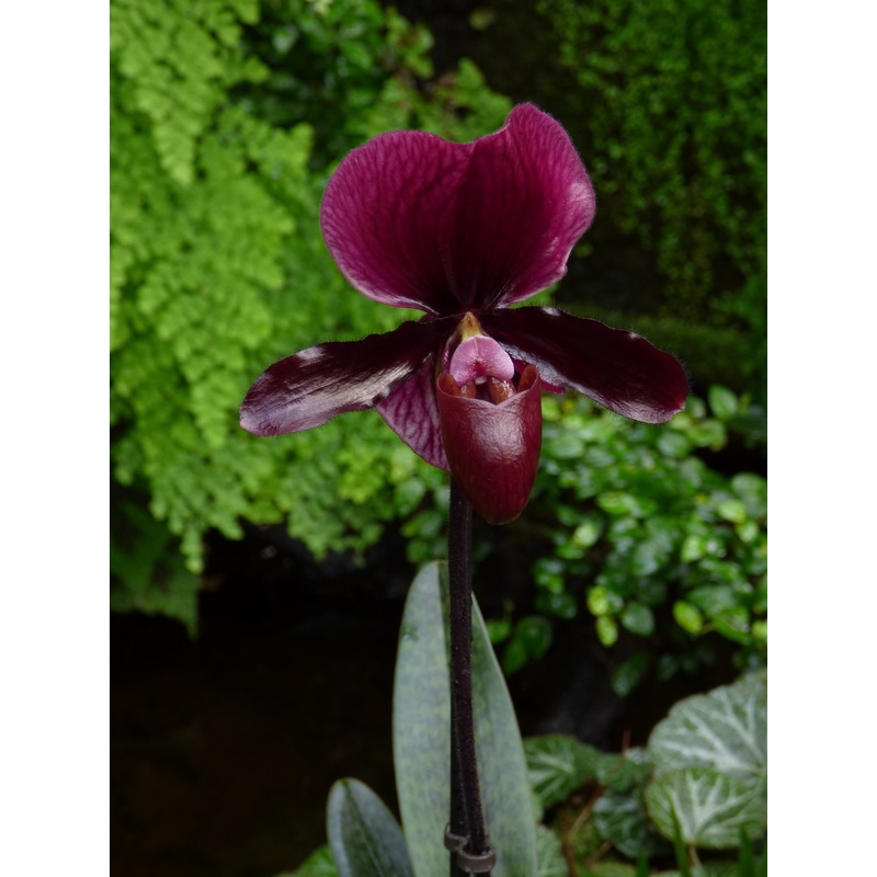 Paphiopedilum Black Jack|9 cm|Nee|Ja