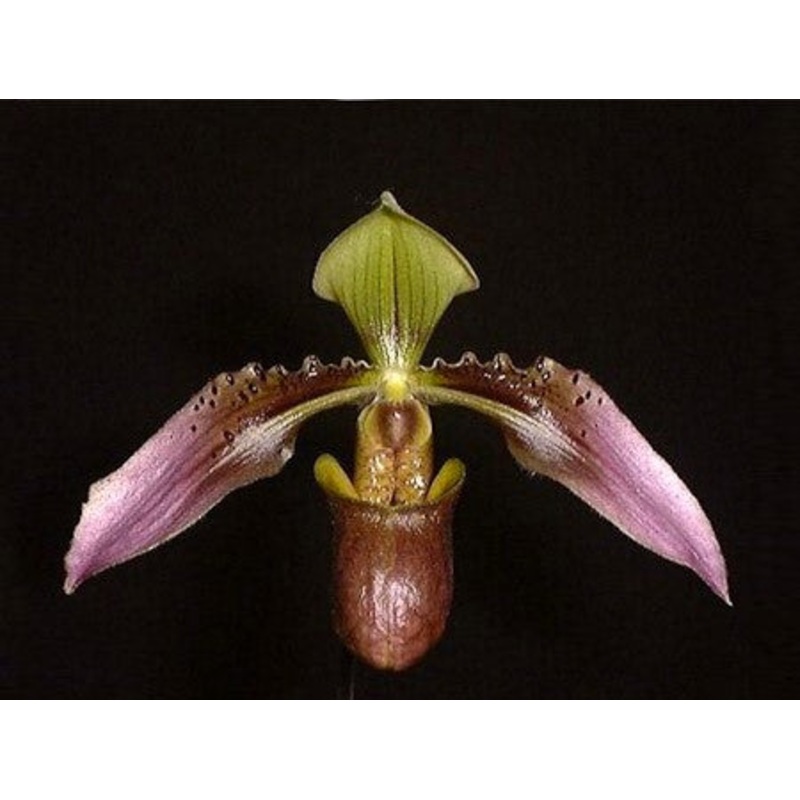 Paphiopedilum cerveranum|8 cm|Nee|Ja