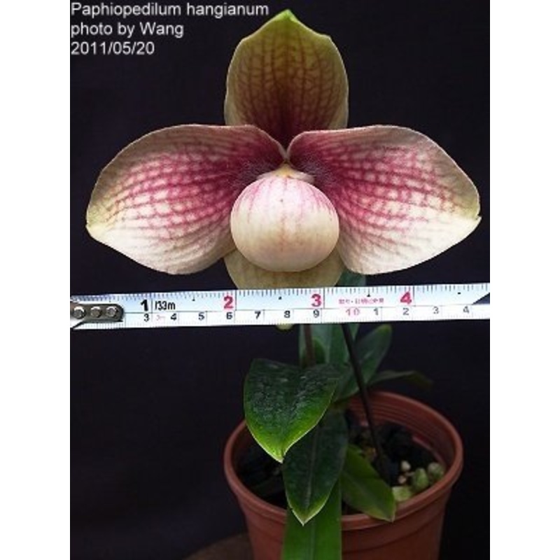 Paphiopedilum hangianum Red|12 cm|Nee|Ja