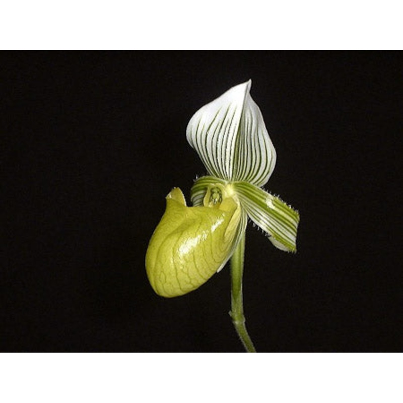 Paphiopedilum hennisianum album