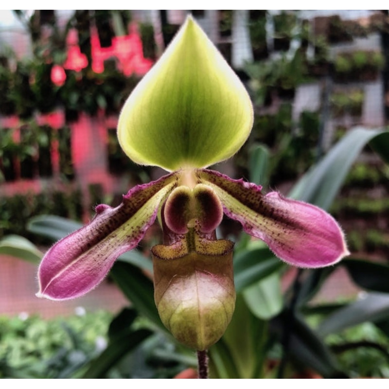 Paphiopedilum hookerae|9 cm|Nee|Ja
