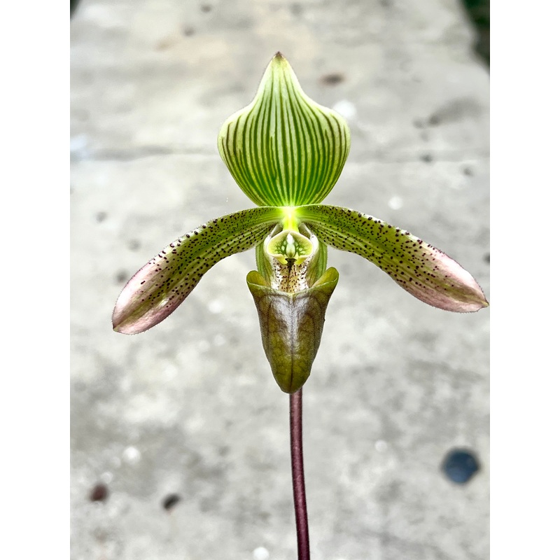 Paphiopedilum javanicum|9 cm|Nee|Ja