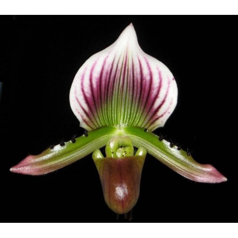 Paphiopedilum lawrenceanum|8 cm|Nee|Ja