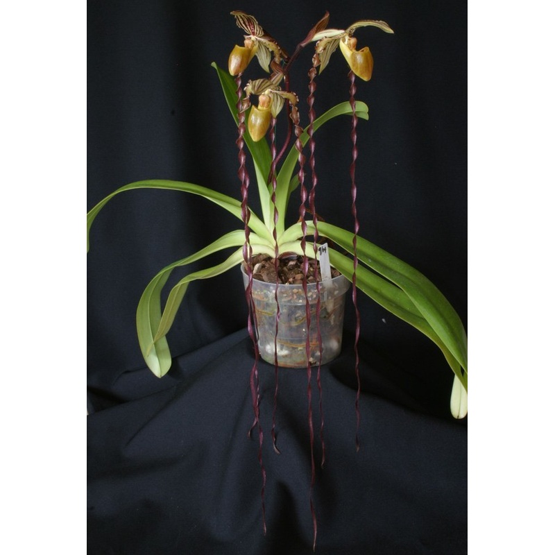 Paphiopedilum Michael Koopowitz