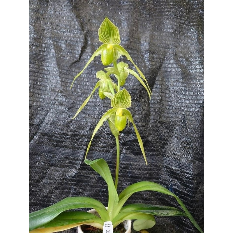 Paphiopedilum Mount Toro fma.album x Saint Within ‘Eternal Serenity’HCC/AOS
