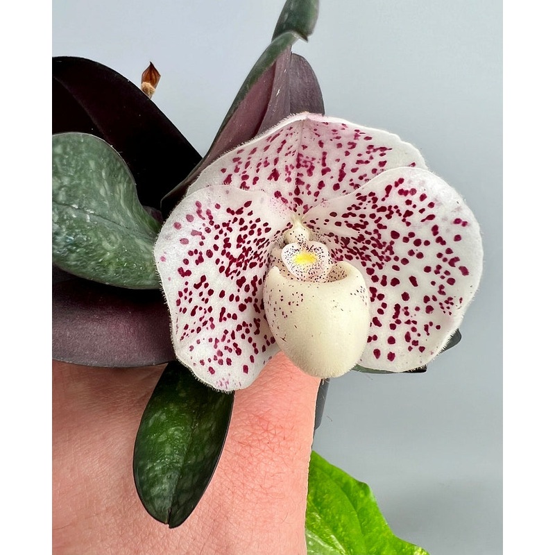 Paphiopedilum niveum x sib (Oriental Express” x ”New Dimension”)