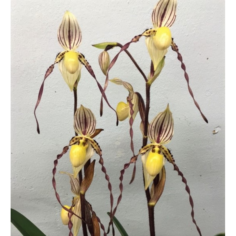 Paphiopedilum philippinense var laevigatum