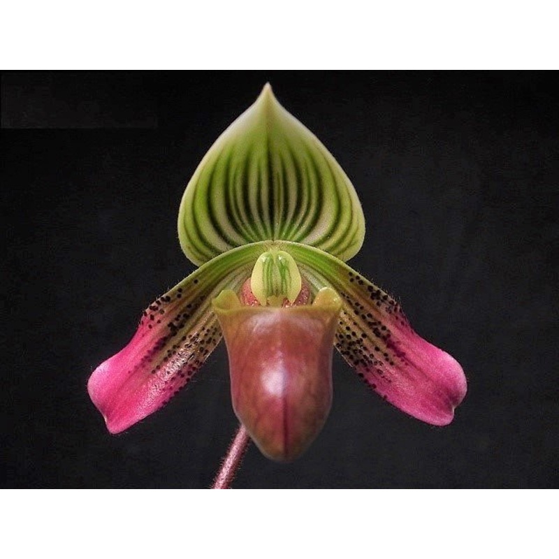 Paphiopedilum urbanianum|8 cm|Nee|Ja