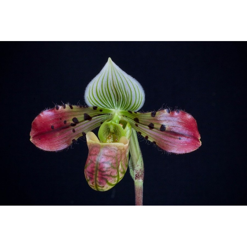 Paphiopedilum venustum Dark|9 cm|Nee|Ja