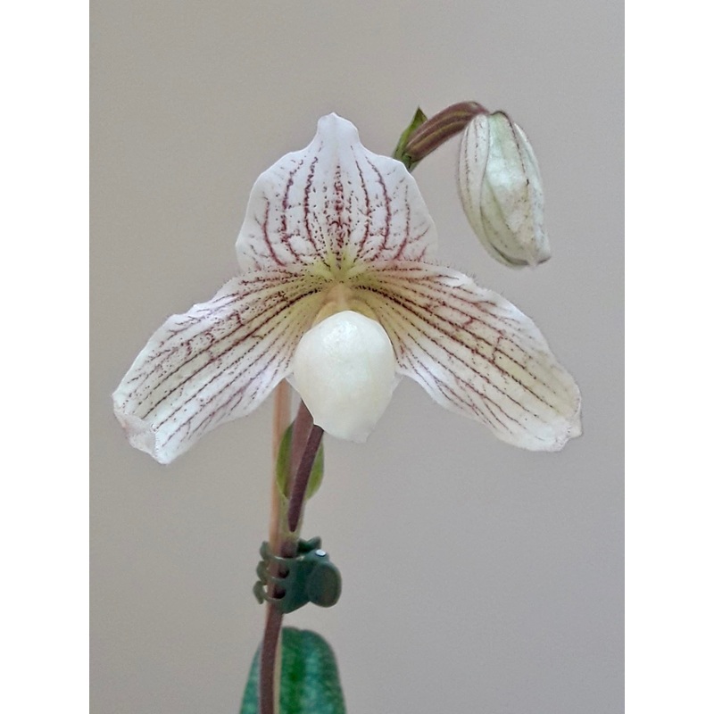 Paphiopedilum Vipanii|9 cm|Nee|Ja