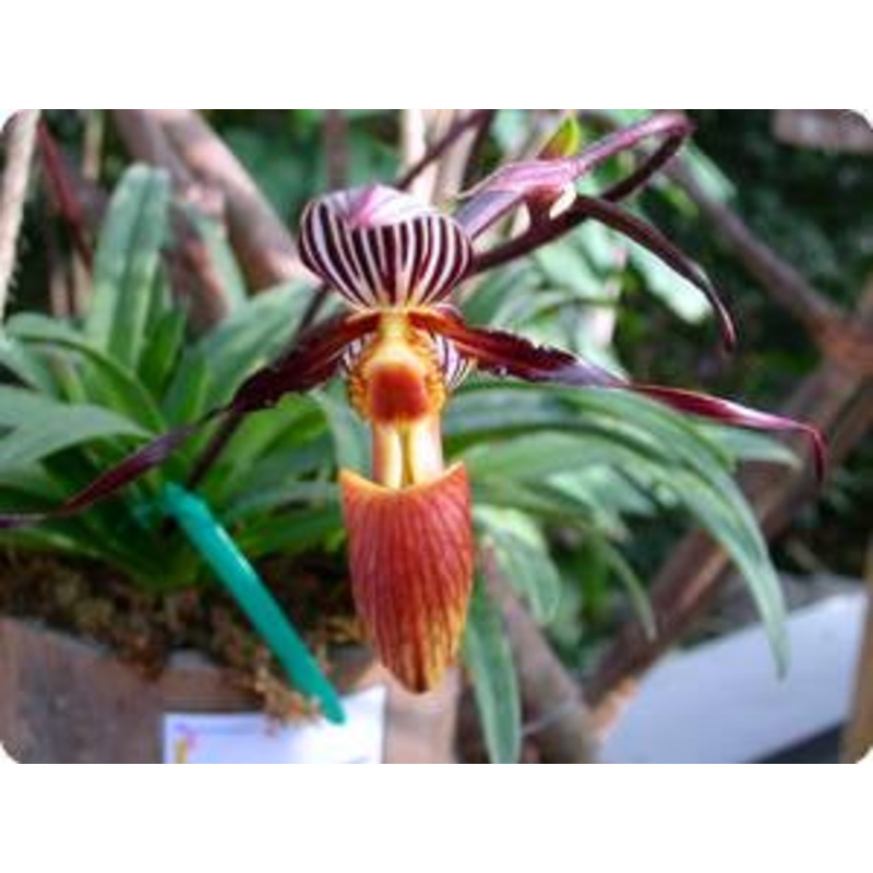Paphiopedilum wilhelminae|10 cm|Nee|Ja