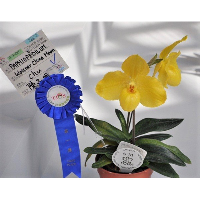 Paphiopedilum Wssner China Moon (Paphiopedilum hangianum x Paphiopedilum armeniacum)