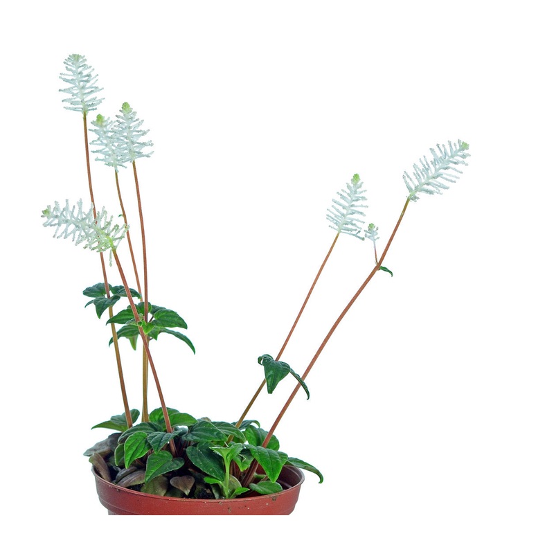 Peperomia fraseri