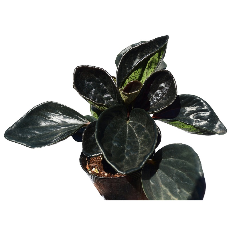 Peperomia marmorata