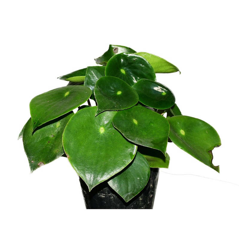 Peperomia polybotrya