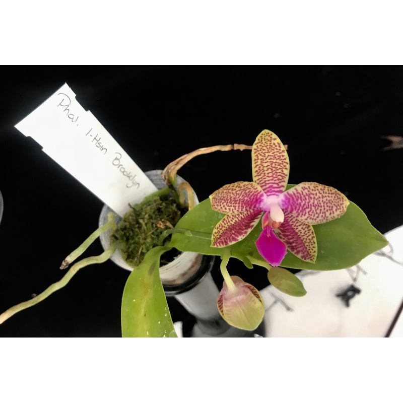 Phalaenopsis I-Hsin Brooklyn limited edition