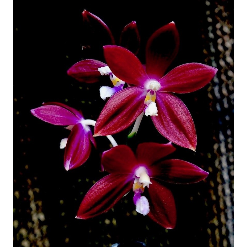 Phalaenopsis speciosa Hepatic Red