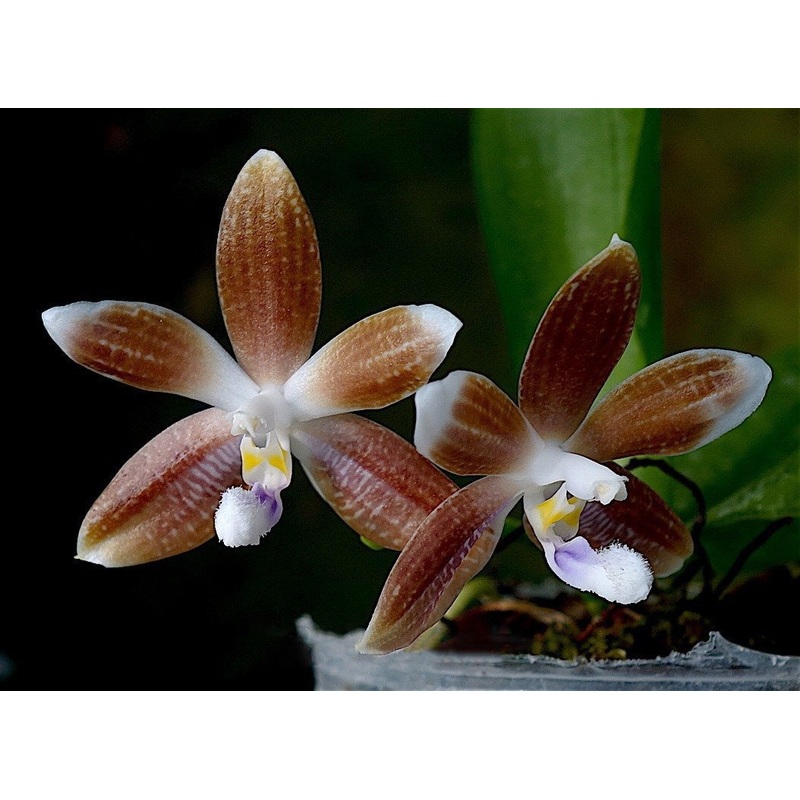 Phalaenopsis speciosa Koffee|10 cm|Ja|Nee