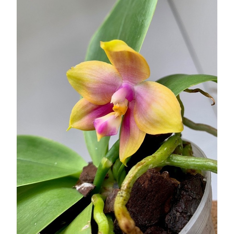 Phalaenopsis Zheng Min Pixel ( SELECTION )