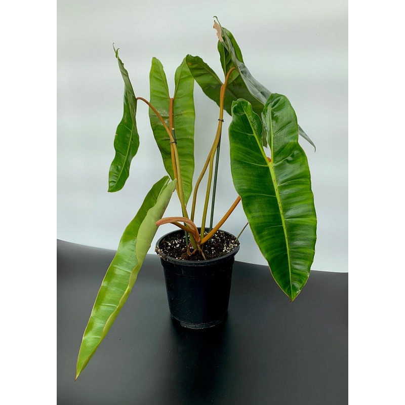 Philodendron billietiae (Big Plant)