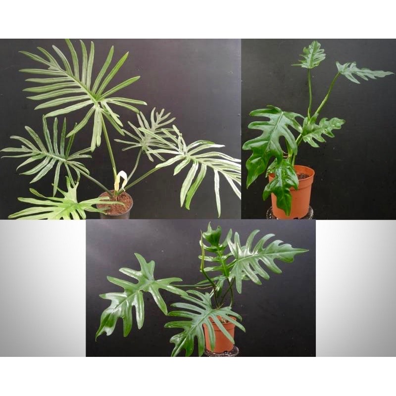 Philodendron elegans Baby|12 cm