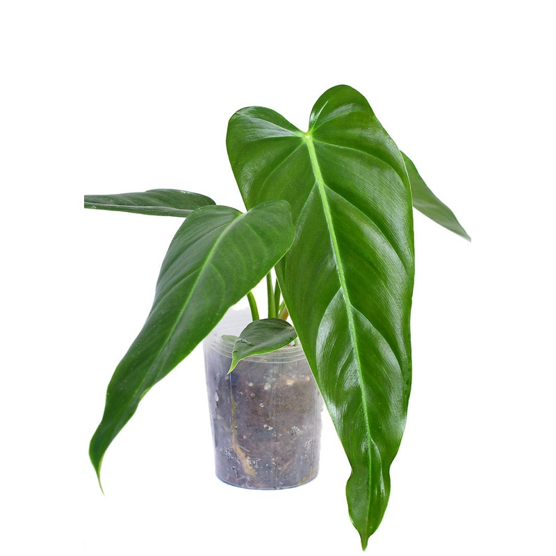 Philodendron Esmeralda Spirit