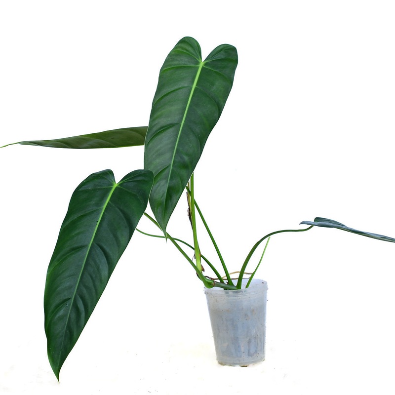 Philodendron Esmeralda Spirit narrow