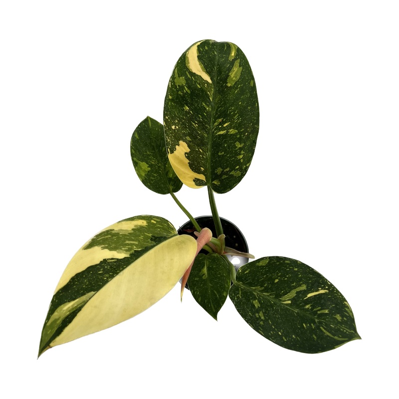 Philodendron Green Congo variegated