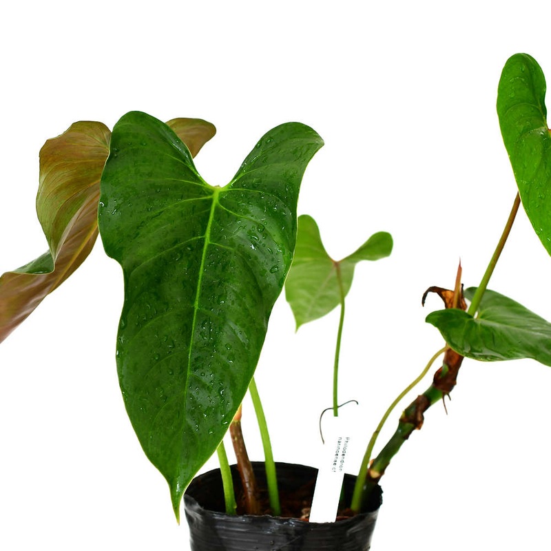 Philodendron narinoense cf