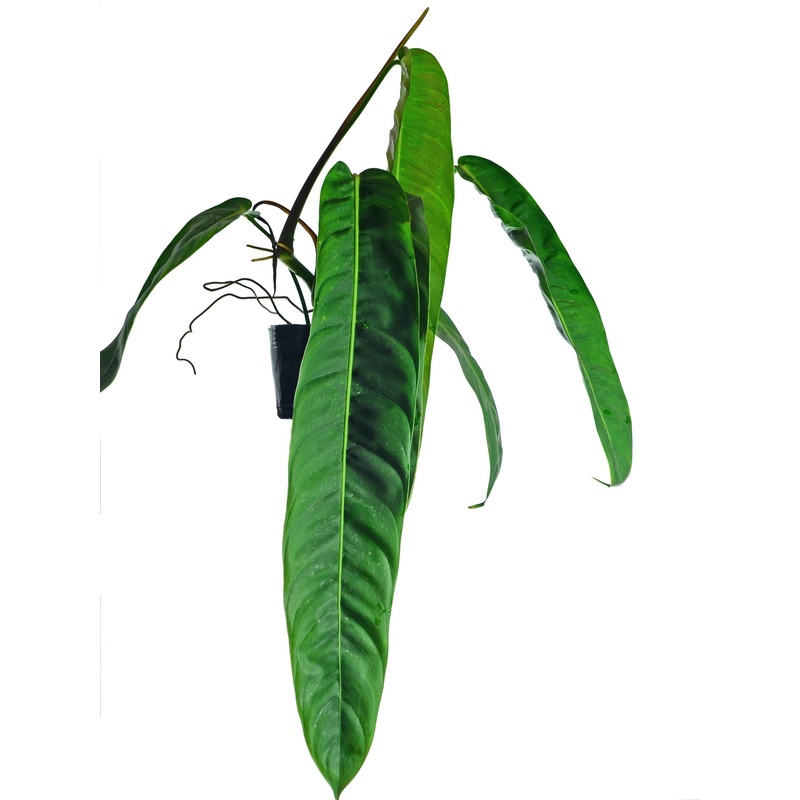 Philodendron patriciae (seedling)