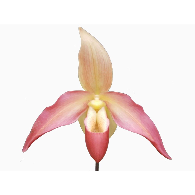 Phragmipedium Franz Glanz