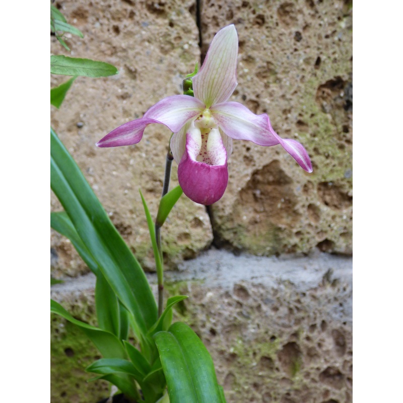 Phragmipedium Sedenii|12 cm|Nee|Ja