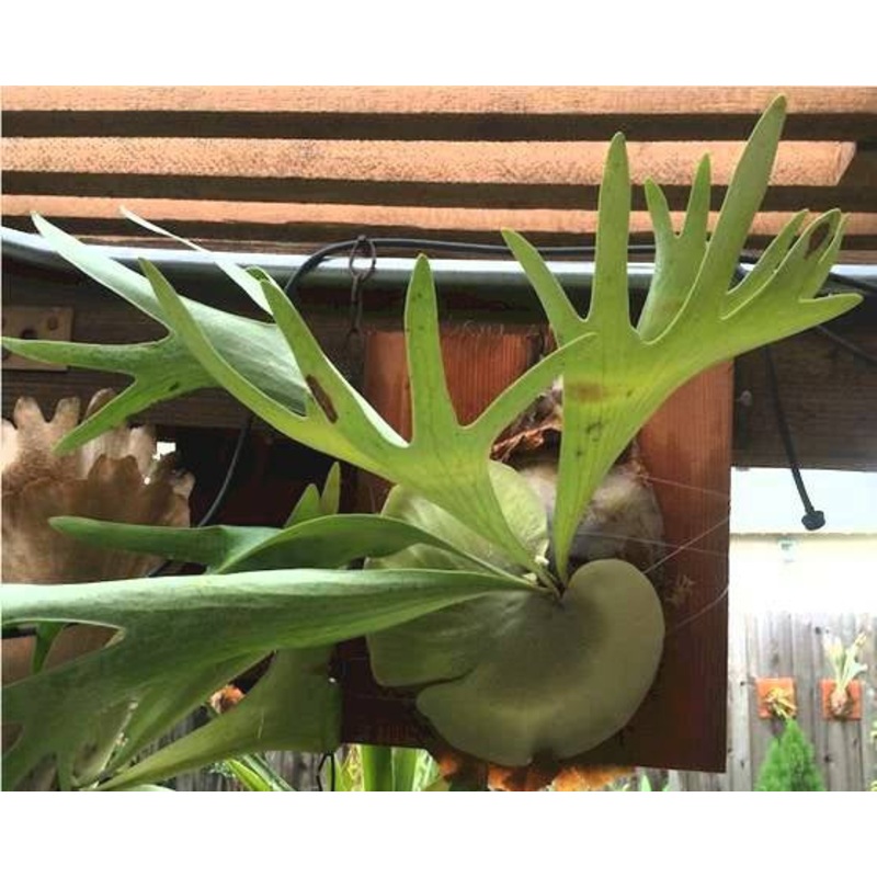 Platycerium hillii dwarf|12 cm