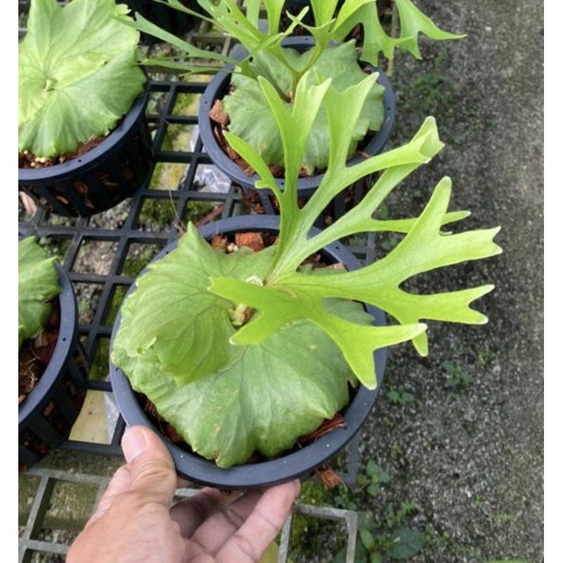 Platycerium kitshakood|17 cm