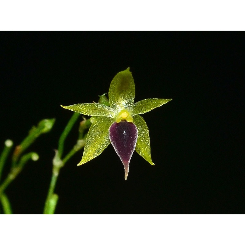 Platystele gerritseniana