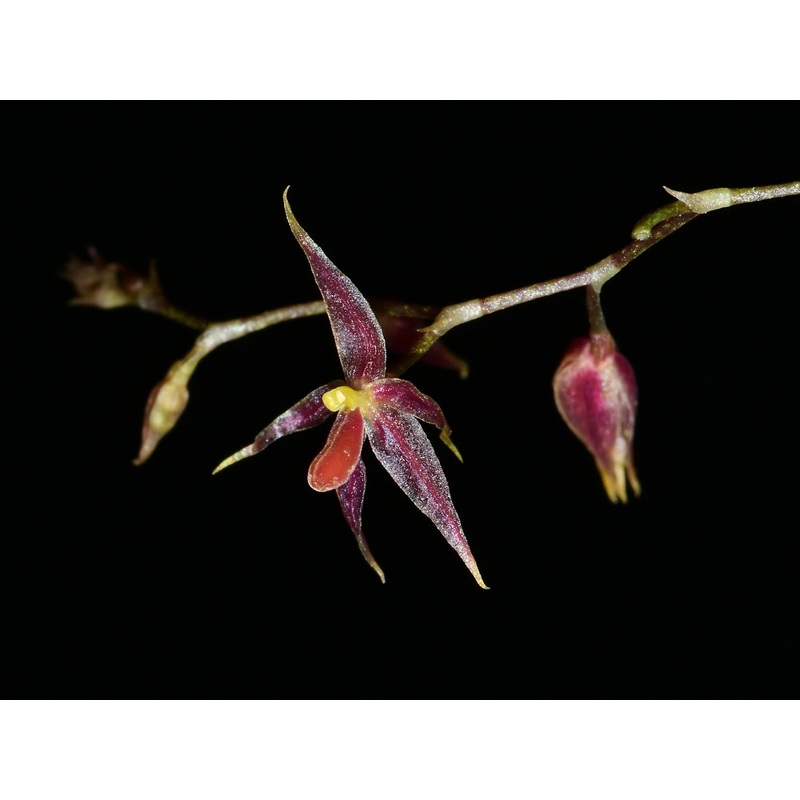 Platystele orectoglossa