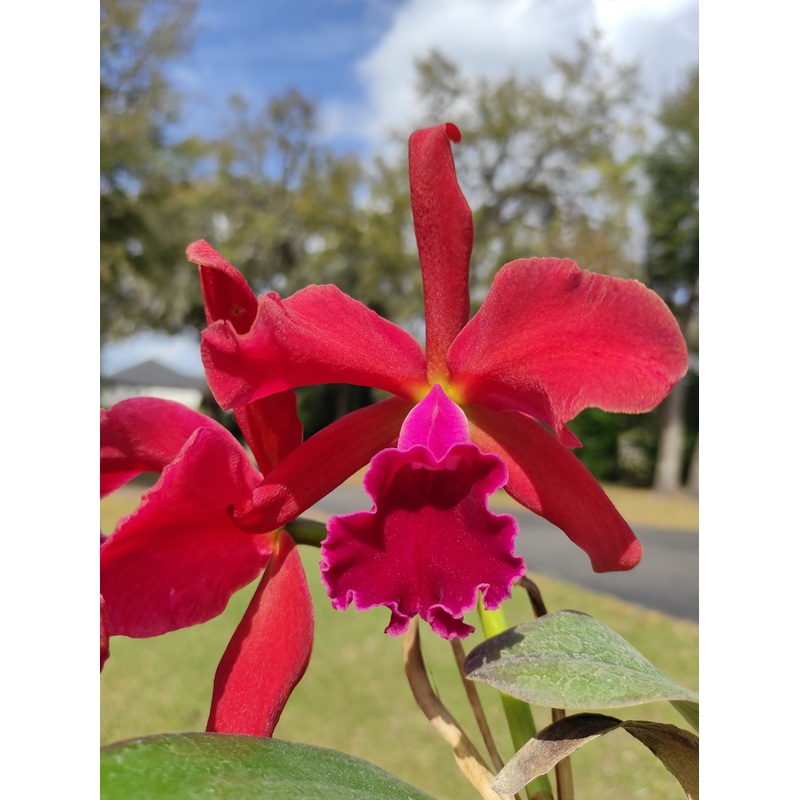 Rhyncattleanthe Andean Blood