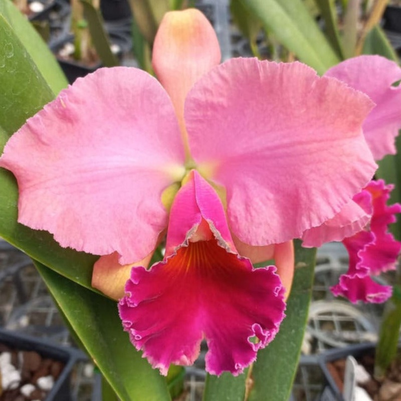 Rhyncholaeliocattleya Caesar’s Head ‘carolina Autumn’